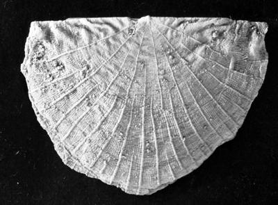 https://files.geocollections.info/large/9a/5f/9a5f6888-ffa7-4a16-b437-e3a7d249136a.jpg