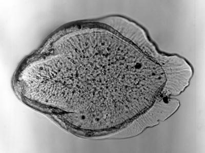 https://files.geocollections.info/large/9a/70/9a70f08e-59bc-4608-9a1a-faa27423b049.jpg