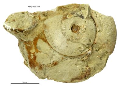 https://files.geocollections.info/large/9a/8b/9a8b398c-21d7-47da-8abd-33546382d2a4.jpg