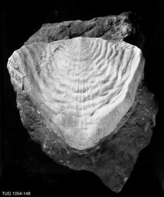 https://files.geocollections.info/large/9a/bf/9abf76cc-78e9-4b93-b17c-2c59729afcd8.jpg