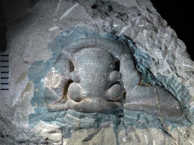 https://files.geocollections.info/large/9a/cd/9acd47e5-4000-47d0-b05f-e27ac761d40f.jpg
