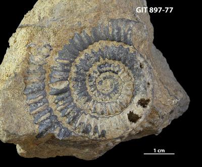 https://files.geocollections.info/large/9a/d9/9ad93524-7f95-4bfe-b704-a522f8032a34.jpg