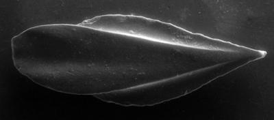https://files.geocollections.info/large/9b/14/9b14951e-54cb-48d7-93d1-20e48b45c6f6.jpg