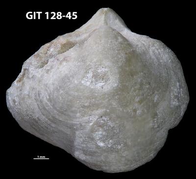 https://files.geocollections.info/large/9b/1d/9b1d2bae-71c6-4bf5-a470-14f6dd759de2.jpg