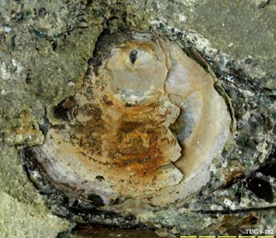 https://files.geocollections.info/large/9b/33/9b3336ac-86d4-464e-9437-b3e699f79ec7.jpg