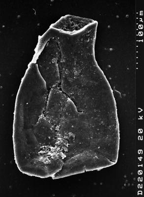 <i><i>Chitinozoa</i></i><br />Albrunnabrottet section,  m, Tremadocian (1527-19)