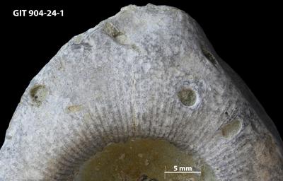 <i></i><br />Rööpli Cliff, Kõinastu,  m, Adavere Stage