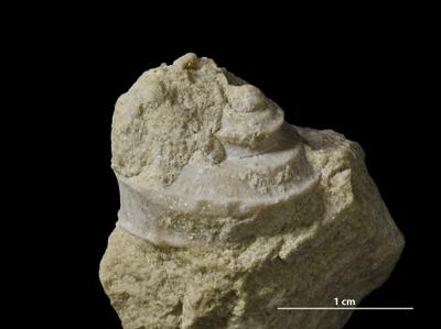 https://files.geocollections.info/large/9b/63/9b634df5-ab68-437f-921d-3db271433295.jpg