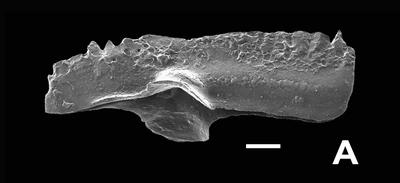 https://files.geocollections.info/large/9b/c0/9bc04d85-503a-4e46-b00c-c71360ce2254.jpg
