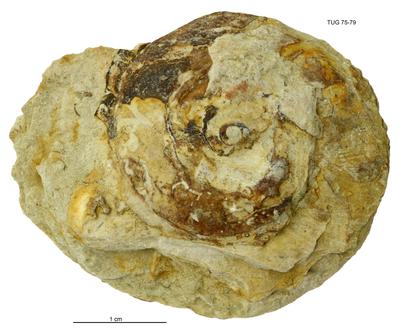 https://files.geocollections.info/large/9c/0e/9c0e442c-438f-443e-a88e-f44e48b0b672.jpg