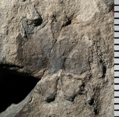 https://files.geocollections.info/large/9c/72/9c723433-76c6-49f2-8c77-77207782257c.jpg