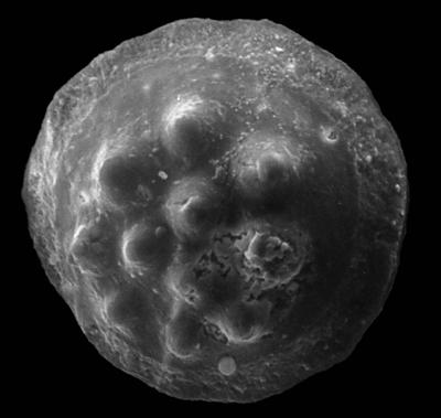 https://files.geocollections.info/large/9c/81/9c813824-431c-4f10-85ef-88b93dd01921.jpg