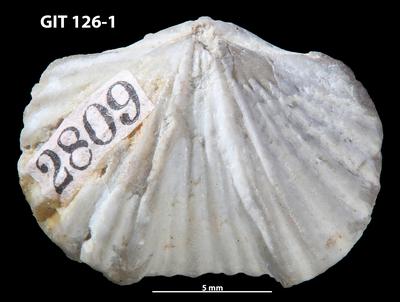 https://files.geocollections.info/large/9c/85/9c85d193-ccc4-4096-97b1-5af93e12e4a0.jpg