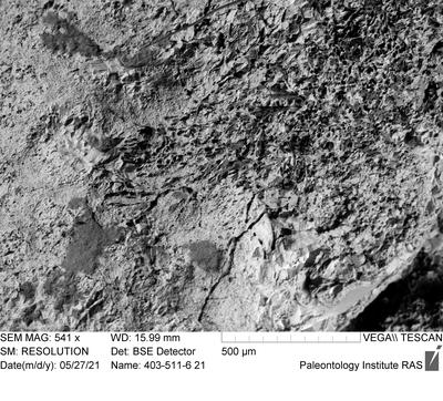 <i></i><br />Ohesaare cliff,  m, Ohesaare Stage