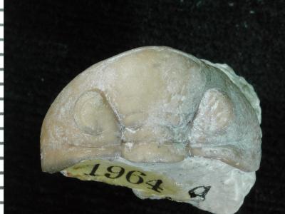 https://files.geocollections.info/large/9c/9e/9c9e4e44-1aa6-44ad-a4e6-c6778b3162fa.jpg