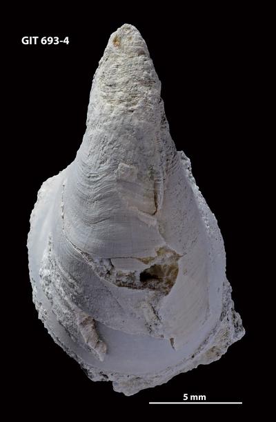 https://files.geocollections.info/large/9c/9f/9c9fdfc3-a596-44c3-88bc-8bccc614474b.jpg