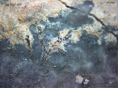 https://files.geocollections.info/large/9c/cb/9ccb77bc-4744-420f-9cc4-99f8c3cc2e33.jpg