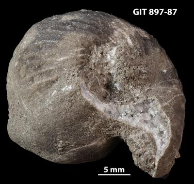 https://files.geocollections.info/large/9c/db/9cdb0209-ab8a-4c31-89cf-d86c7c28ff6c.jpg