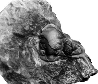 https://files.geocollections.info/large/9d/0c/9d0c9713-e67b-48b1-9692-9cc80d82e952.jpg