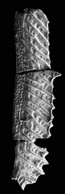 https://files.geocollections.info/large/9d/14/9d142381-1a5b-4dde-b19b-6e3b5c869c4d.jpg