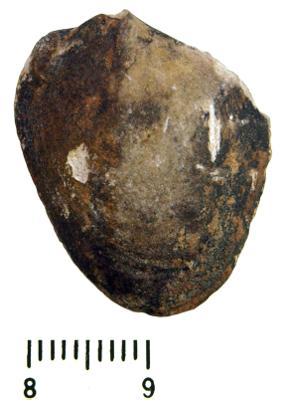 https://files.geocollections.info/large/9d/39/9d399e43-8f1b-45a1-b726-3764f4e09509.jpg