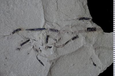 https://files.geocollections.info/large/9d/3b/9d3b0189-823d-429a-81f2-c6031fede7bb.jpg