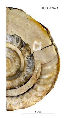 https://files.geocollections.info/large/9d/70/9d70cd12-6374-4219-8802-bac169a0a51e.jpg