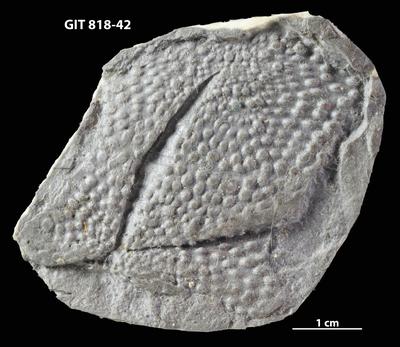 https://files.geocollections.info/large/9d/76/9d76eca3-7136-4364-b54e-531c43d1253d.jpg
