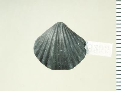 https://files.geocollections.info/large/9d/80/9d804b3f-6007-447c-8c61-7ca5aa48bafc.jpg