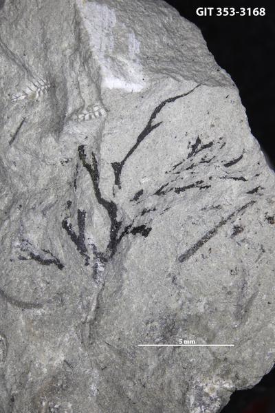 https://files.geocollections.info/large/9d/92/9d92128f-ba8a-4f46-ba94-0785d1c535f9.jpg