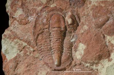 https://files.geocollections.info/large/9d/a4/9da457c9-22aa-4873-904b-baa5e2641a81.jpg