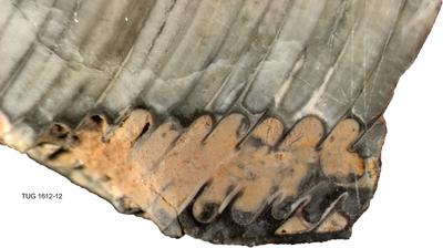https://files.geocollections.info/large/9d/be/9dbe6050-d5e2-4776-be3d-9cbf30d579bc.jpg