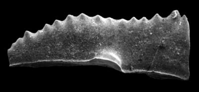 https://files.geocollections.info/large/9d/e2/9de27053-37ee-4bd5-882f-acd984c3734e.jpg