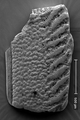 https://files.geocollections.info/large/9d/ef/9def50c7-f152-42a6-a3cd-3b0dace7ed11.jpg