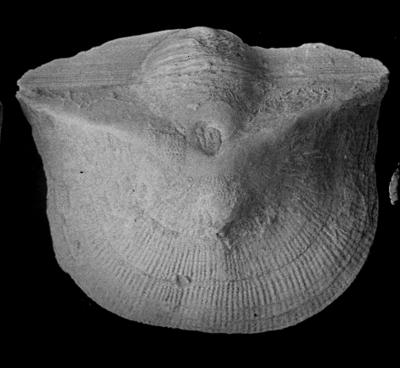 https://files.geocollections.info/large/9d/f5/9df5b7f3-72b9-4f26-b87b-c195177db8d4.jpg