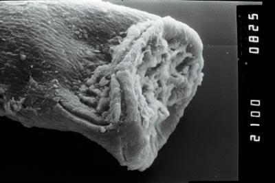 <i><i>Conochitina</i> | Conochitina sp. 3</i><br />Kirikuküla borehole, 25.60 m, Adavere Stage (754-1904)