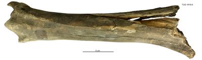 https://files.geocollections.info/large/9d/fc/9dfc9606-c241-4c76-802b-c18f85d33d8c.jpg