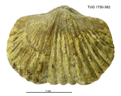 https://files.geocollections.info/large/9d/ff/9dffe0d2-22eb-4e3b-9d0d-e6394e0d4313.jpg