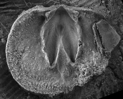 https://files.geocollections.info/large/9d/ff/9dffe823-0ecc-4546-8d56-43427ab8e4dc.jpg