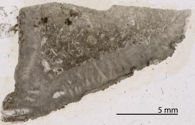 https://files.geocollections.info/large/9e/17/9e171c63-2edc-4796-ad66-c0ddc9a48037.jpg