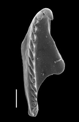 <i>Oenonites varsoviensis (Kielan-Jaworowska, 1966)</i><br />Viru Mine, 12/28, 0.00 m, Uhaku Stage