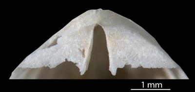 https://files.geocollections.info/large/9e/1c/9e1c6a6e-2dfe-42bc-a97f-75d8fbedecff.jpg