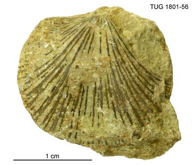 https://files.geocollections.info/large/9e/40/9e402775-8fc9-4509-b673-3805f1e38ca9.jpg