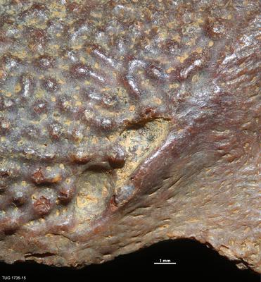 https://files.geocollections.info/large/9e/68/9e68314b-c829-4276-8319-31d1d9e934a8.jpg