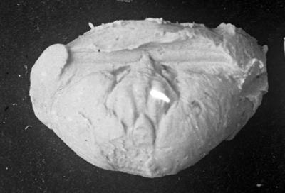 https://files.geocollections.info/large/9e/c1/9ec171e3-caf8-4331-a37f-426746443d62.jpg