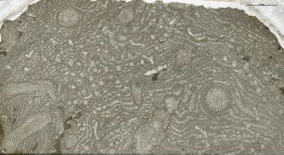 https://files.geocollections.info/large/9e/de/9ede7485-12c2-4d11-952f-74d77fa1a202.jpg
