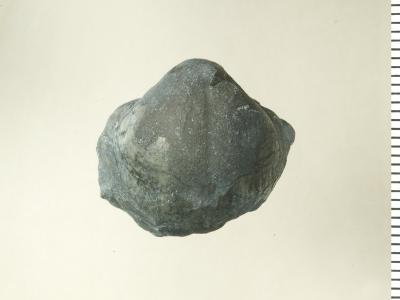 https://files.geocollections.info/large/9e/f2/9ef24874-7966-44ca-a121-0c7c99f158c8.jpg