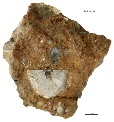 https://files.geocollections.info/large/9f/03/9f03e7d6-e099-4b6b-8700-8245f4284b29.jpg