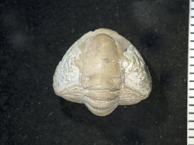 https://files.geocollections.info/large/9f/28/9f2888fc-9297-4a49-9b4e-c47e987db9fe.jpg