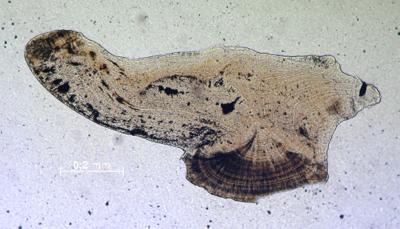 https://files.geocollections.info/large/9f/43/9f4342a5-c319-4b7b-bfe5-93af138e378a.jpg